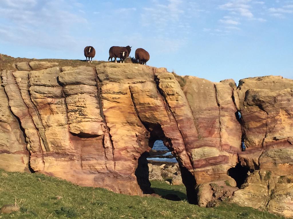 Gorgeous walk along the East Neuk coastal path. ❤️️Scotland