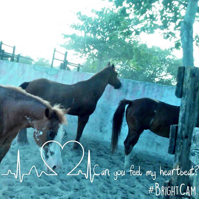 Mis cuacos