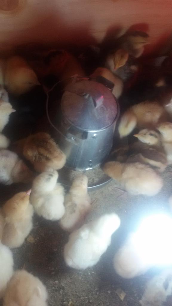 Chicks feeding...