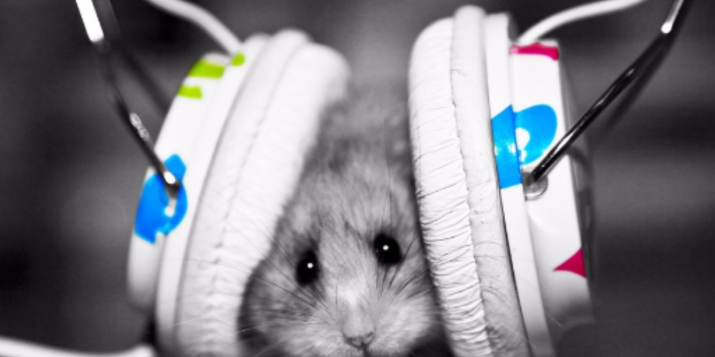 Rabbit tweet media