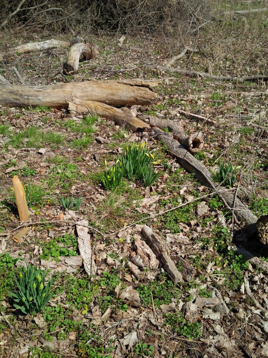 cerwright's tweet image. Beautiful afternoon hiking in the Pt. Daffodils are about to pop!