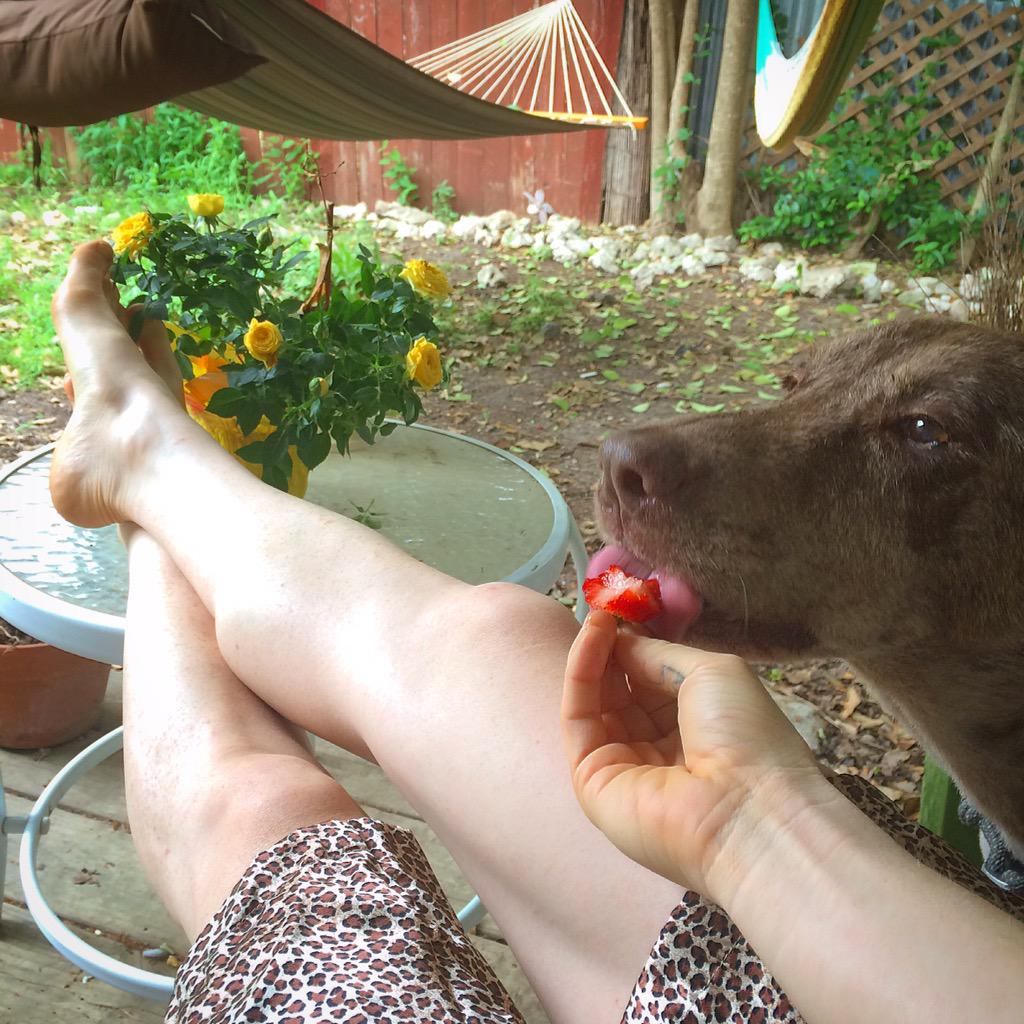 SydneyWr1ght's tweet image. He doesn't want to munch the strawberry, he just likes to lick the scalps. #breakfast #MrWright