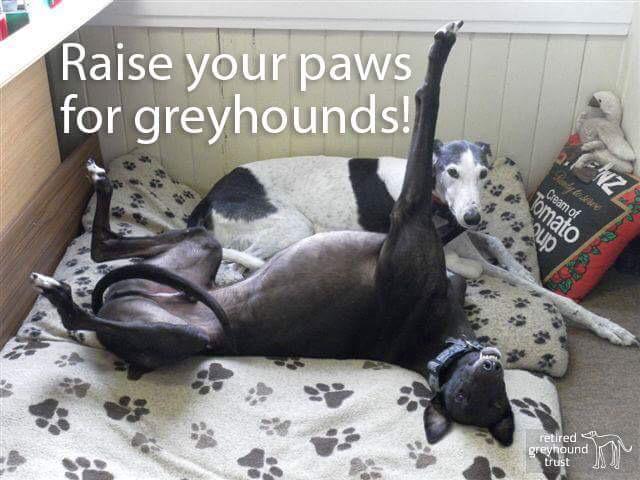 Time to adopt a hound folks? 😉