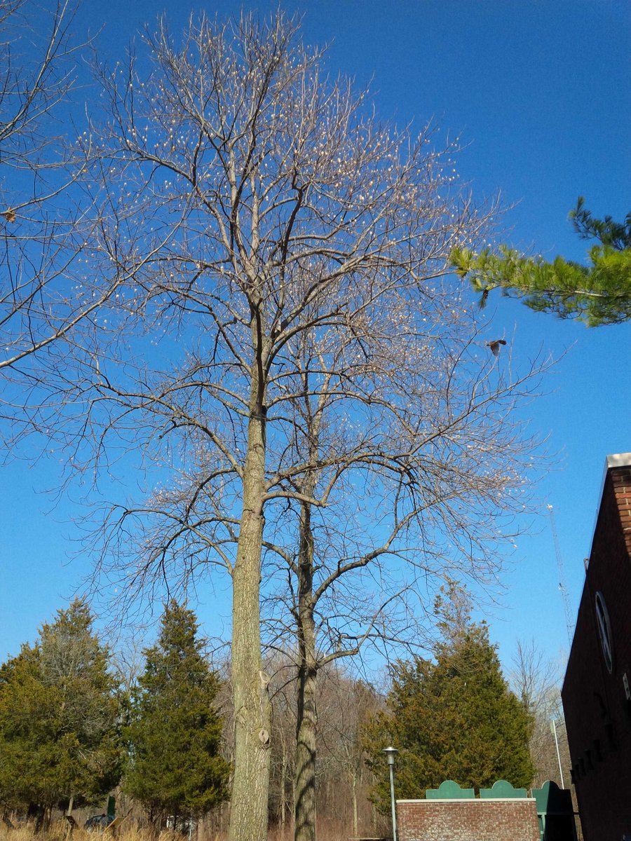 cerwright's tweet image. Talk about to Pop, how about the Tulip trees at Pt.P.N.P 's Nature Centre.