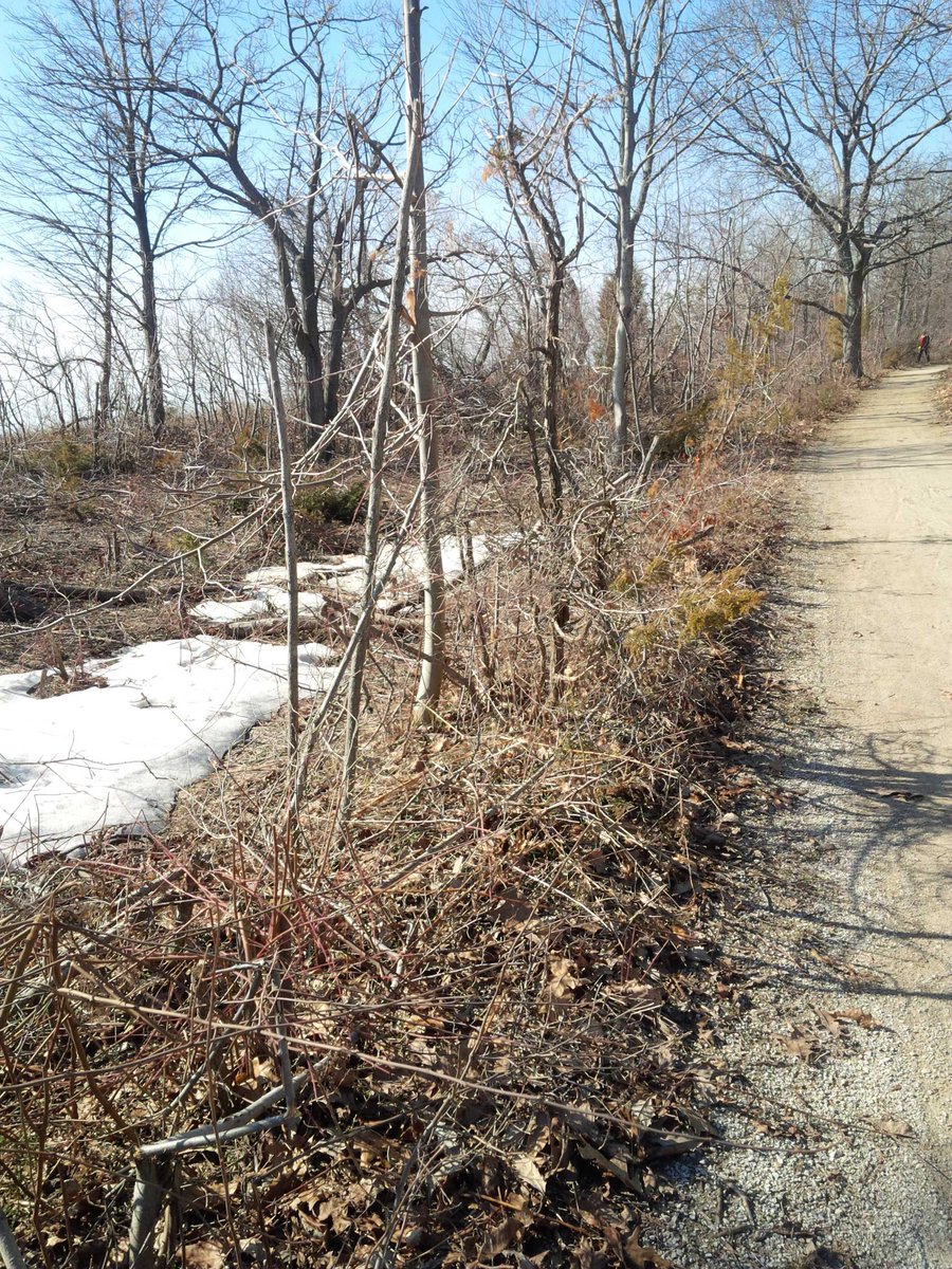 cerwright's tweet image. Yes, there is still some snow patches along the West Beach Trail near White Pine but not for long,eh!