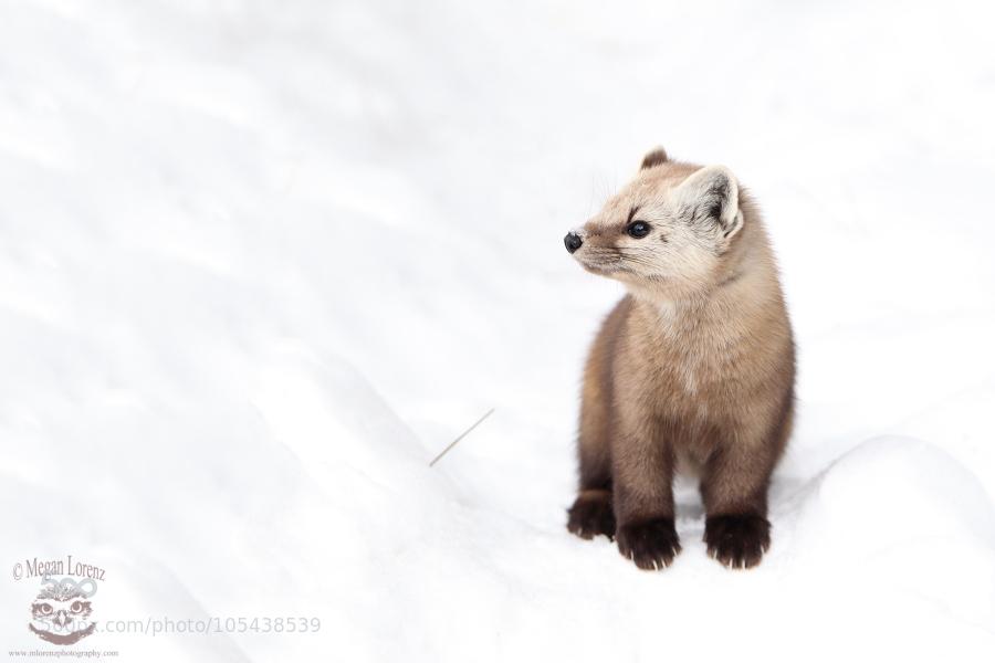 куница лесная желтодушка. куница лесная куница. лесная куница. американская куница martes americana. куница лесная желтодушка.