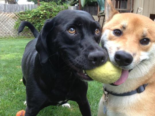 BuzzFeeders's tweet photo. #FriendshipGoals http://t.co/lLgiUtc5W4