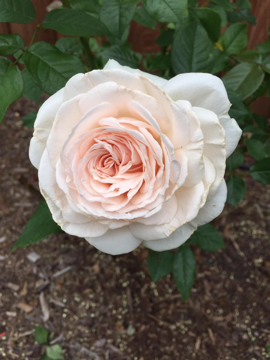 @RedneckRosarian F. Meilland in bloom in Dallas @WeeksRosesCA <a href="/AmericanRoseSoc/">AmericanRoseSociety</a>