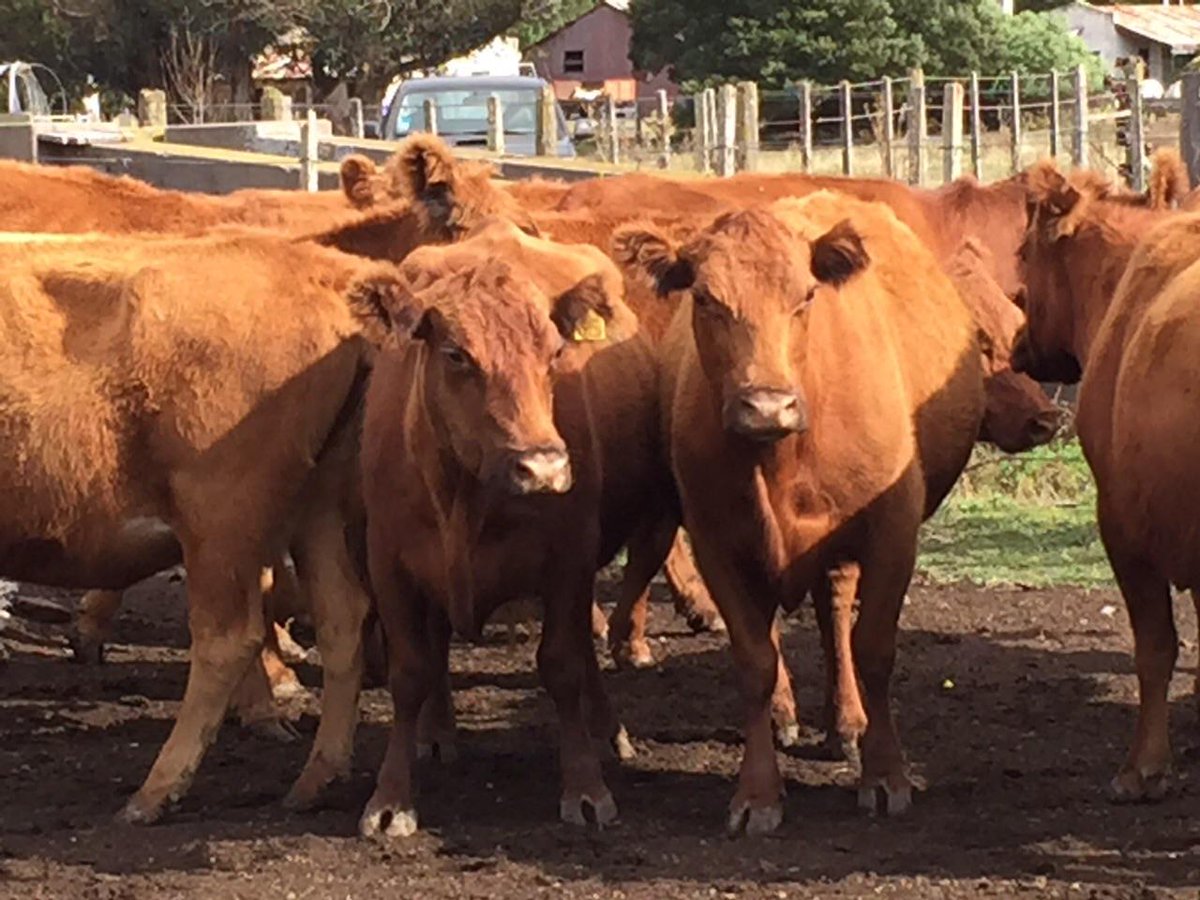Intercarnes's tweet photo. En #Balcarce ofrecemos muy buenas Vacas Cut preñadas. Por consultas escribinos a: info@intercarnes.com http://t.co/tQ5nOQjXoH