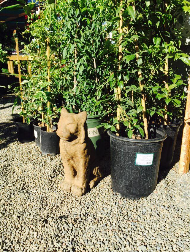 A great place to buy a cat statue if you live in #losgatos #greenthumbnursery