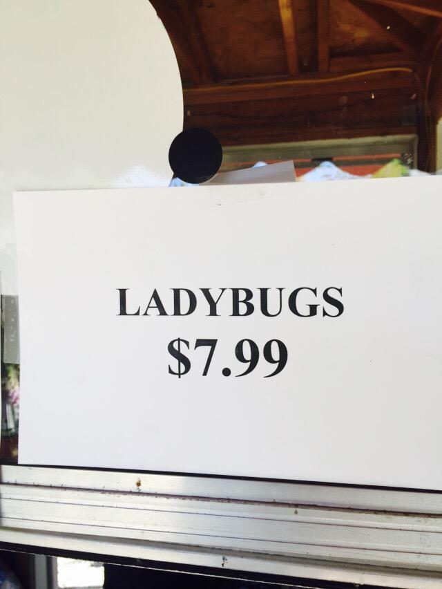 That ladybug better make my coffee and tell funny stories at $7.99 #greenthumbnursery