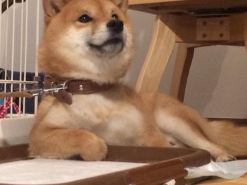 トイレでドヤ顔する柴犬が面白可愛い 犬ジャーナル