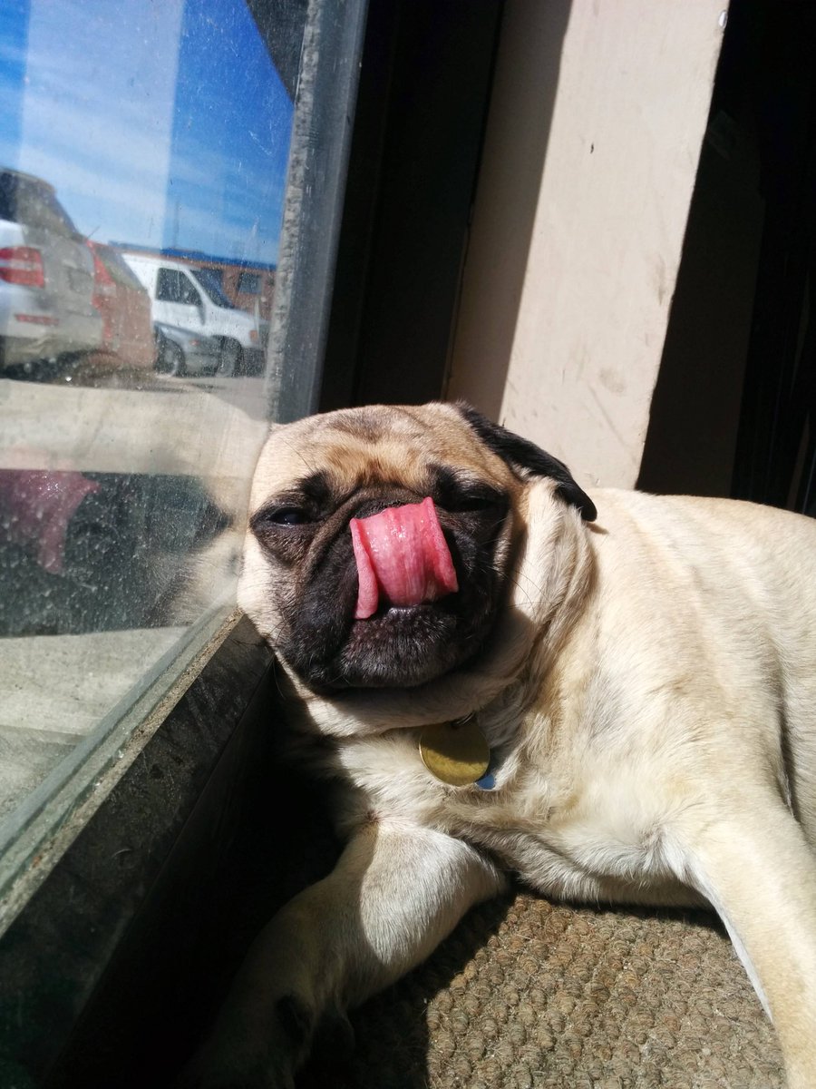 picsofpugs's tweet photo. Suns out tongues out. #pug #pugs #puglife http://t.co/g6sACuKdgY