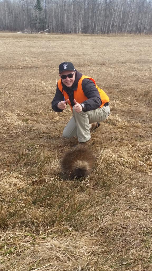 Jaystam97's tweet photo. Josh Clarke and the porcupine (Erethizon dorsatum) from elk telemetry #nrt255 http://t.co/quGpODS3kp