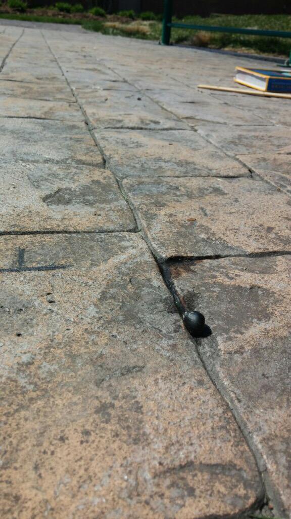 Capi_CLASSics's tweet image. Snail races today! The winner...18 cm in 25 mins! #funexperiment #contest