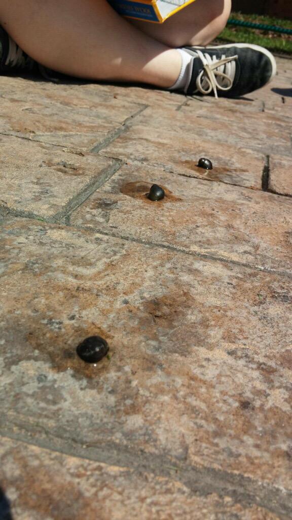 Capi_CLASSics's tweet image. Snail races today! The winner...18 cm in 25 mins! #funexperiment #contest