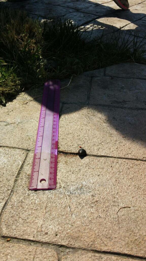 Capi_CLASSics's tweet image. Snail races today! The winner...18 cm in 25 mins! #funexperiment #contest
