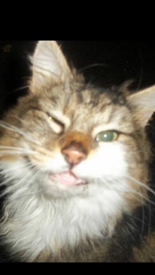 openmindedsugar's tweet image. #O2HappyCat