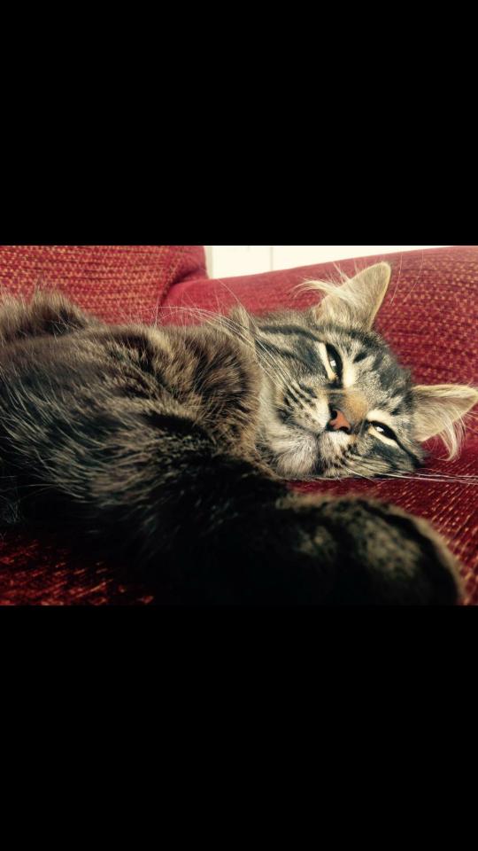 openmindedsugar's tweet image. #O2HappyCat 
My cats Louis and stitch...living the easy life 😂