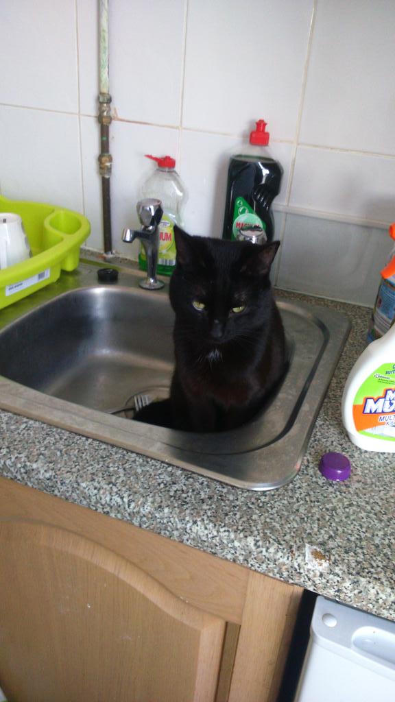 openmindedsugar's tweet image. #O2HappyCat 
My cats Louis and stitch...living the easy life 😂