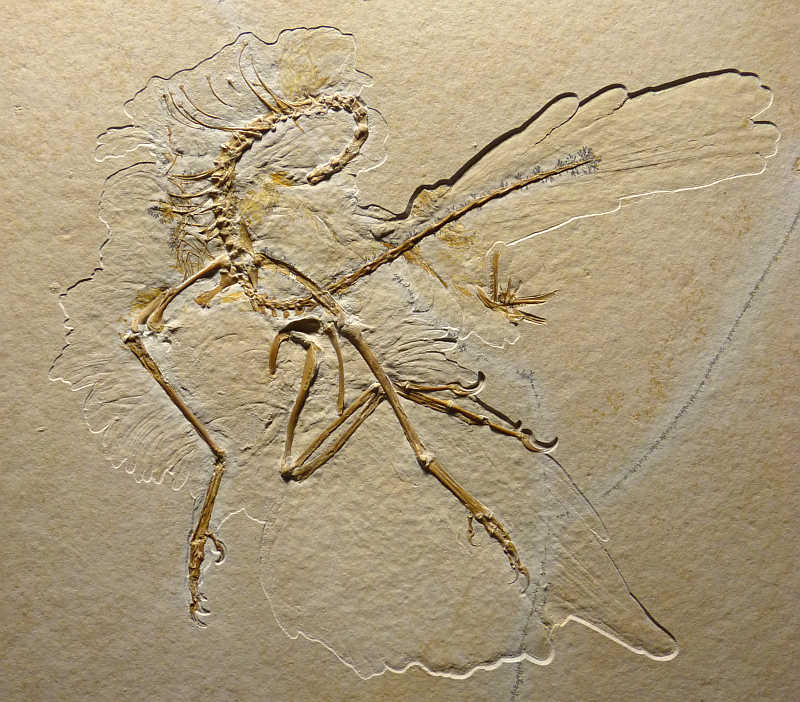 Winmgmt's tweet image. ドイツの石灰岩採石場で2014年に発見されたほぼ完全な始祖鳥(Archaeopteryx)の化石。ジュラ紀に生きていた。飛べないが、全身が羽毛(plumage)に覆われている。