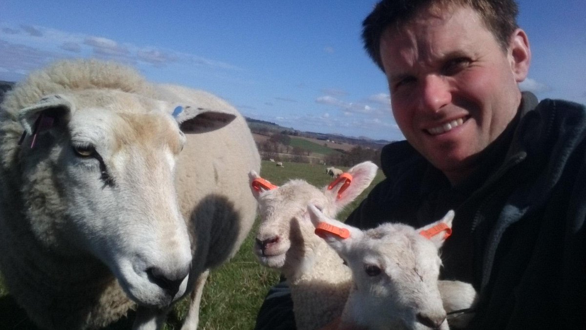 workinggenes's tweet photo. Lambing and recording at incheoch #selfiewithasheep http://t.co/CtzV5edS84