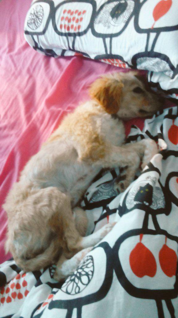 Mineervaa96's tweet photo. pues un infiltrat en el meu llit jiji 💕🐶😍 http://t.co/RFtkHLQkr9