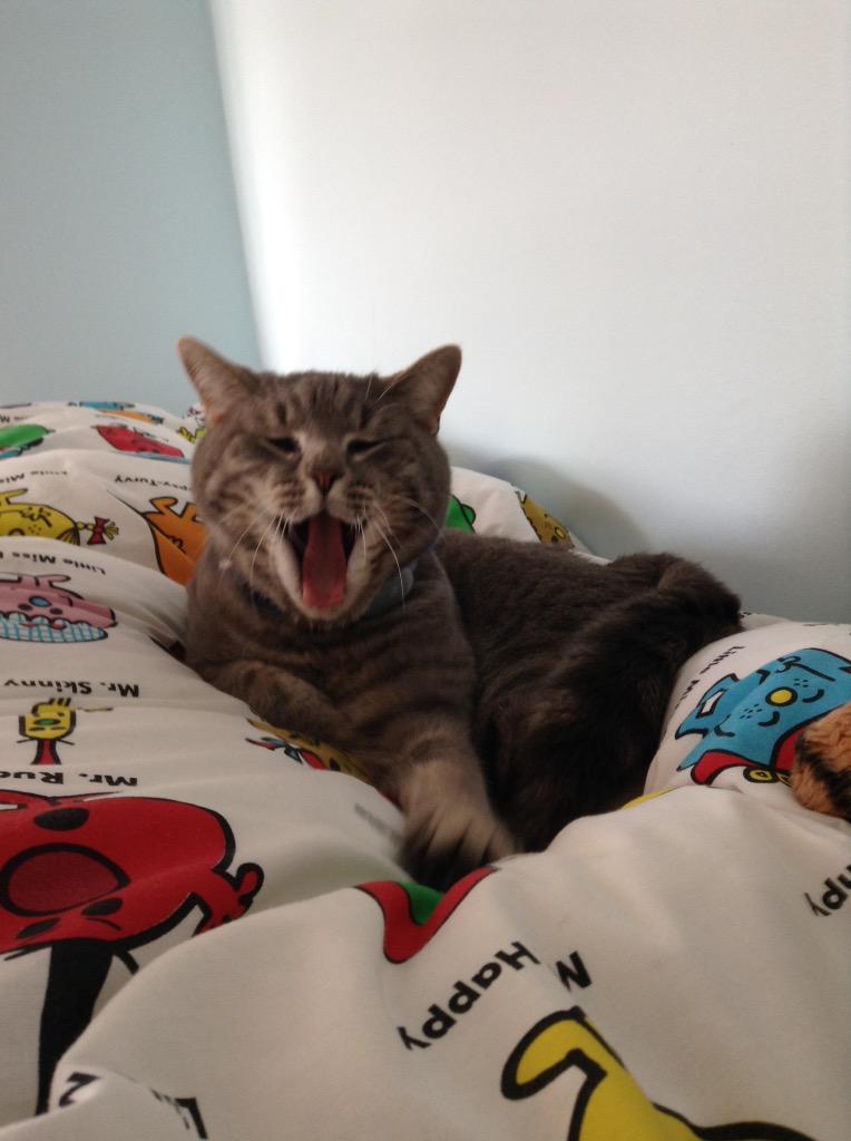 HeatherHodcroft's tweet image. #O2HappyCat  here is Shadow ... Loving life as being more dog !