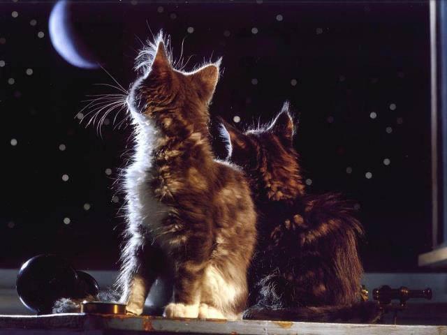 streetSinger9's tweet photo. @d_cdh952 I think your right #BalanceIsEssential 

Have a great night Cheryl 💙 http://t.co/A3dXdMhls3