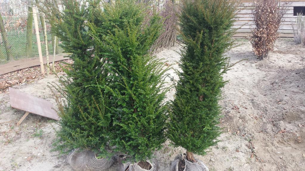 Taxus Baccata voor haag 120 / 140 cm per stuk € 14,50 #bomenkopen