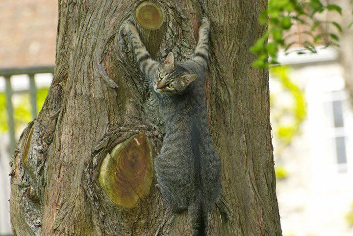 Sharon1Dunford1's tweet image. @TheO2  #O2HappyCat