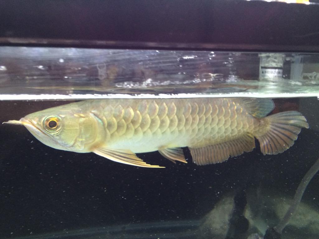 hyciel's tweet photo. 日に日に大きくなってきたわ〜
#arowana #aqua http://t.co/zsLhXW90PV