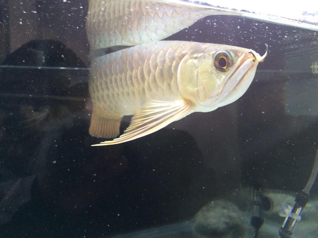 hyciel's tweet photo. 日に日に大きくなってきたわ〜
#arowana #aqua http://t.co/zsLhXW90PV