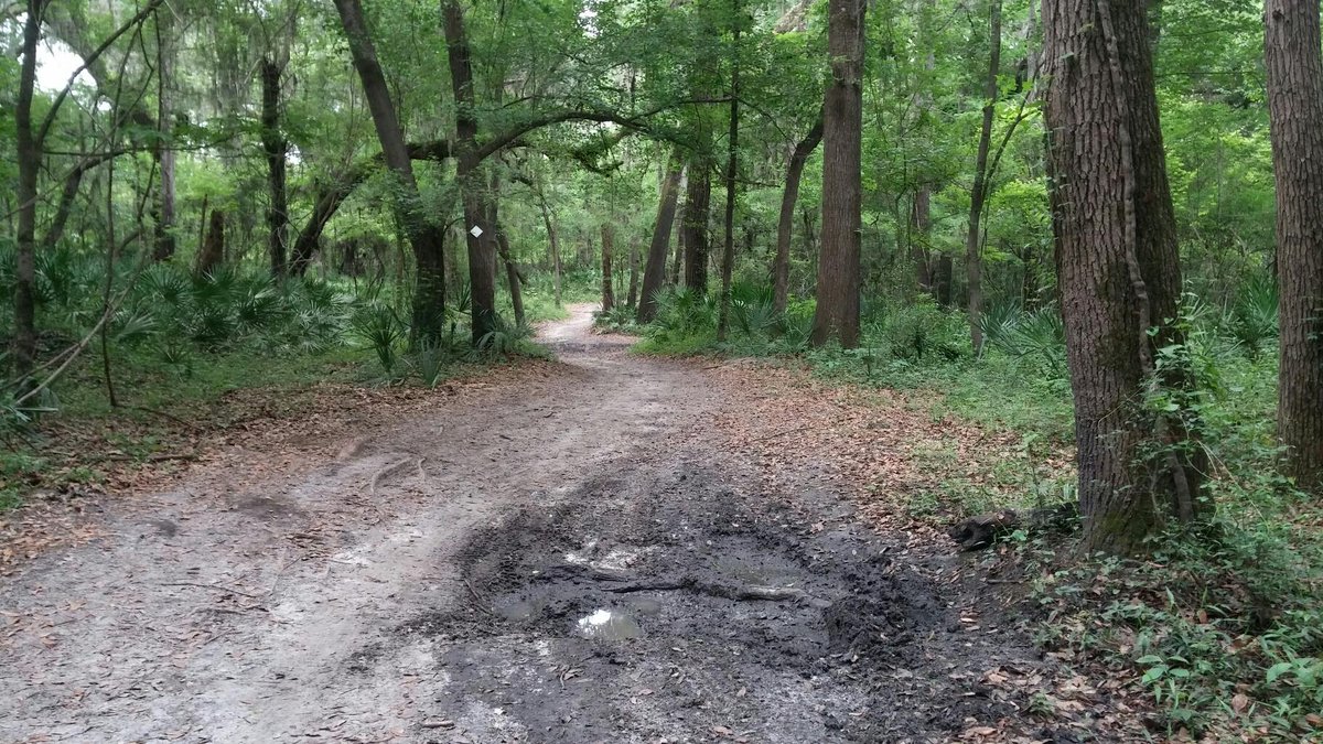 ffbsoundguy's tweet photo. Made it to the deep woods earlier. Where there aren't even primitive campers. #wanee2015 http://t.co/1gfc8Ir5vd