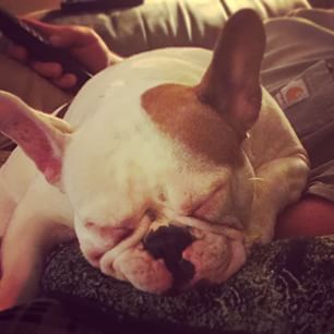 Frenchie_Cute's tweet photo. 💤💤💤💤💤 #sleepydoggie #deaffrenchie #frenchie #frenchiesofinstagram #frenchbulldog http://t.co/Q75Pi3mUtZ http://t.co/b07UAVpYuG