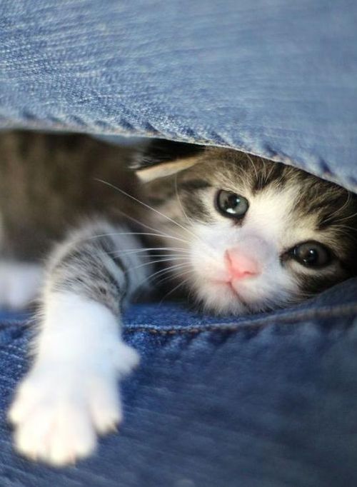 The Cult Cat (@elverojaguar) on Twitter photo 