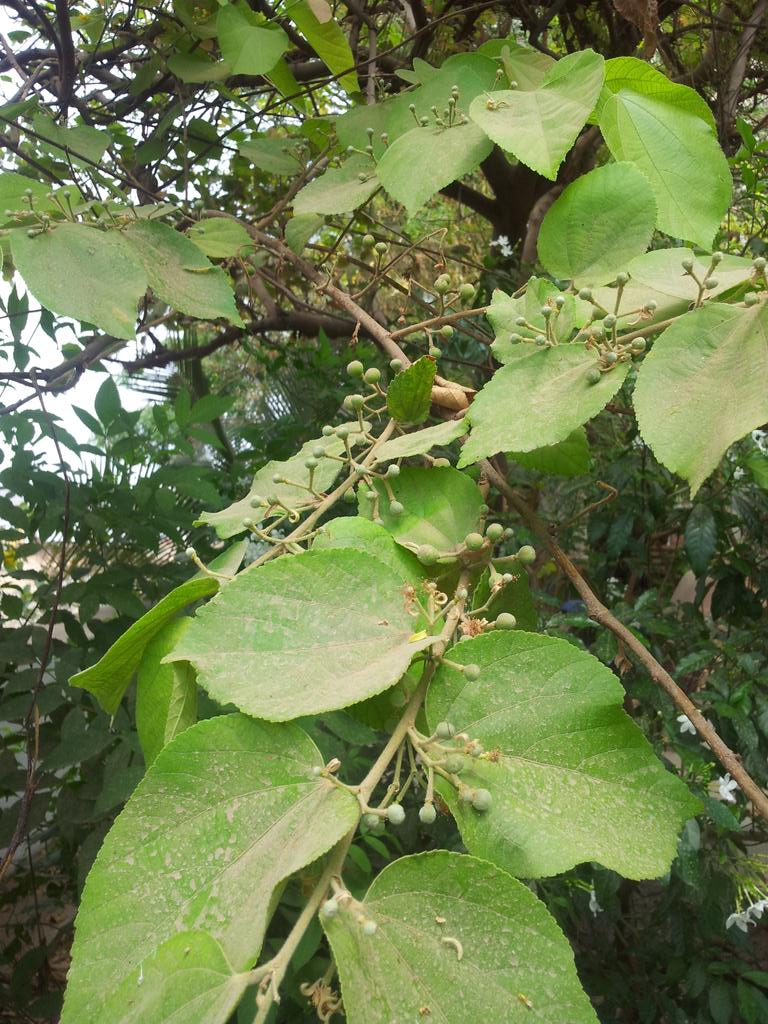 suhelbaxi's tweet photo. #Faalsa #Khatumda #Bamboos @Namrata_Joshi http://t.co/LsqTzotdas
