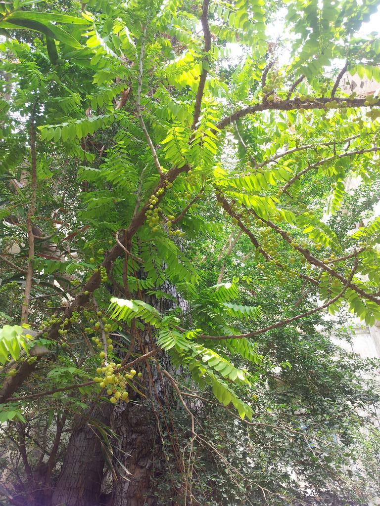 suhelbaxi's tweet photo. #Faalsa #Khatumda #Bamboos @Namrata_Joshi http://t.co/LsqTzotdas