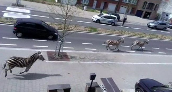 Telegraph's tweet photo. Zebras on the loose: Trio go on the run from police in Brussels http://t.co/1W4EbJ9ksO http://t.co/dD0Ti2qNdg