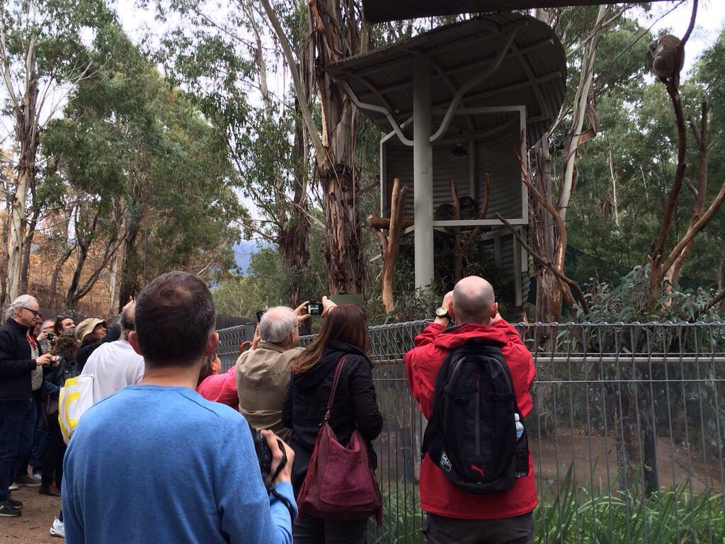 FIAFCongress's tweet photo. #FIAF delegates + koalas http://t.co/yYVxP2rDne