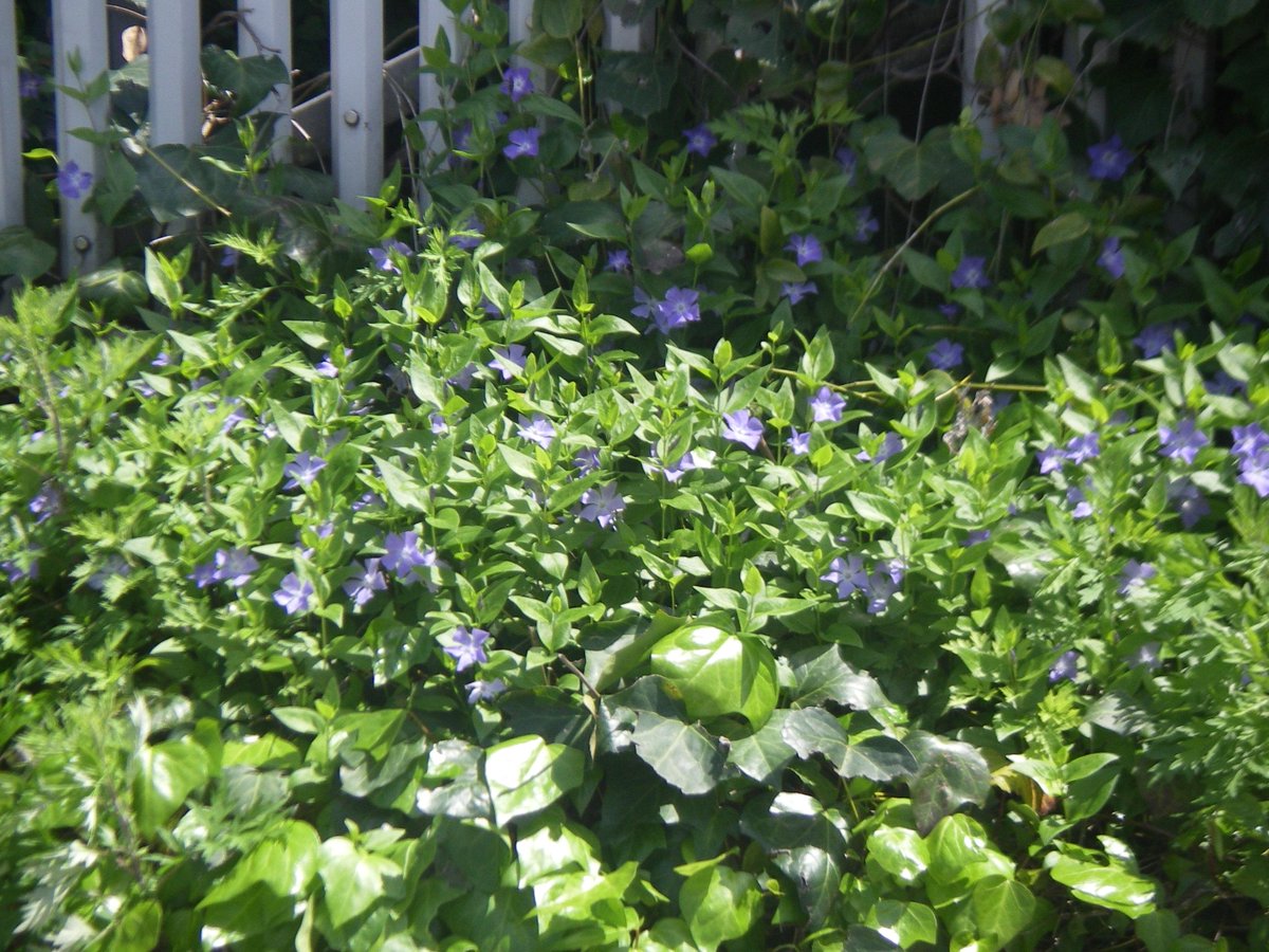 株式会社緑風舎 Op Twitter ビンカミノールが 暖かな日差しに照らされてすくすくと育ってます 地面を這いながら伸びていく性質をもちます 地面を覆うカバープランツとして利用されます 新緑の季節になりましたね 紫色の花が綺麗に咲いてます 写真撮影 名神高速