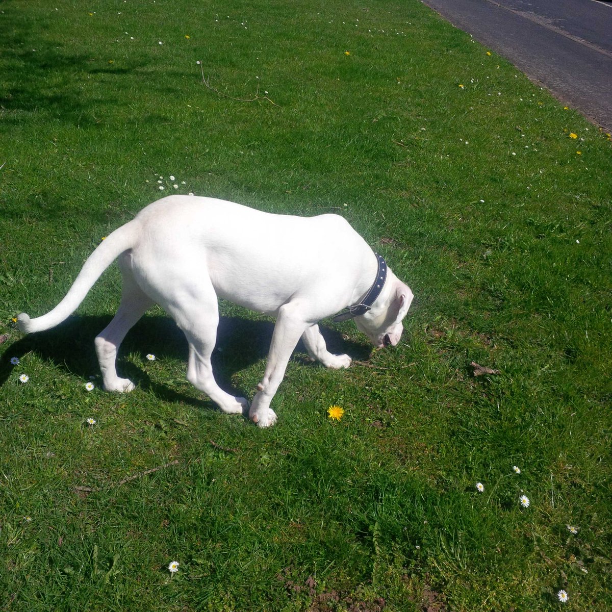 chanickyyy's tweet image. walkies #kaisy