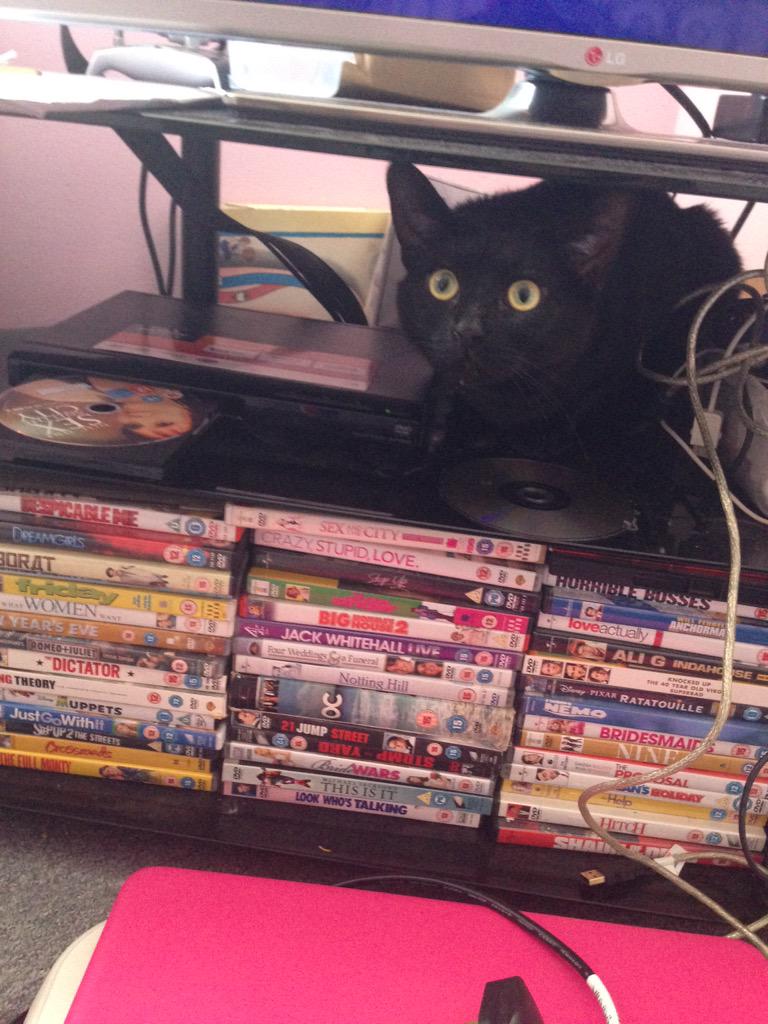 _Porshx's tweet image. #O2HappyCat