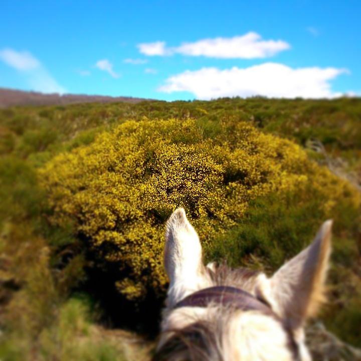 GredosACaballo's tweet photo. Cada vez más #PiornoenFlor en #Gredos norte.  ¡¡Comienza el espectáculo!! :-) #HoyosdelEspino #Ávila #CyL #Spain http://t.co/NLoqSsnI6j