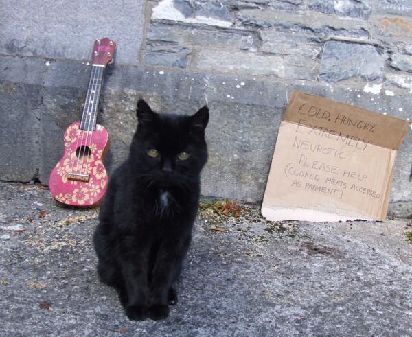 MYSADCAT's tweet photo. My cat is sad because his local shop wouldn't let him do a Record Store Day in-store show so he had to busk outside. http://t.co/Hgn6F9z4iT