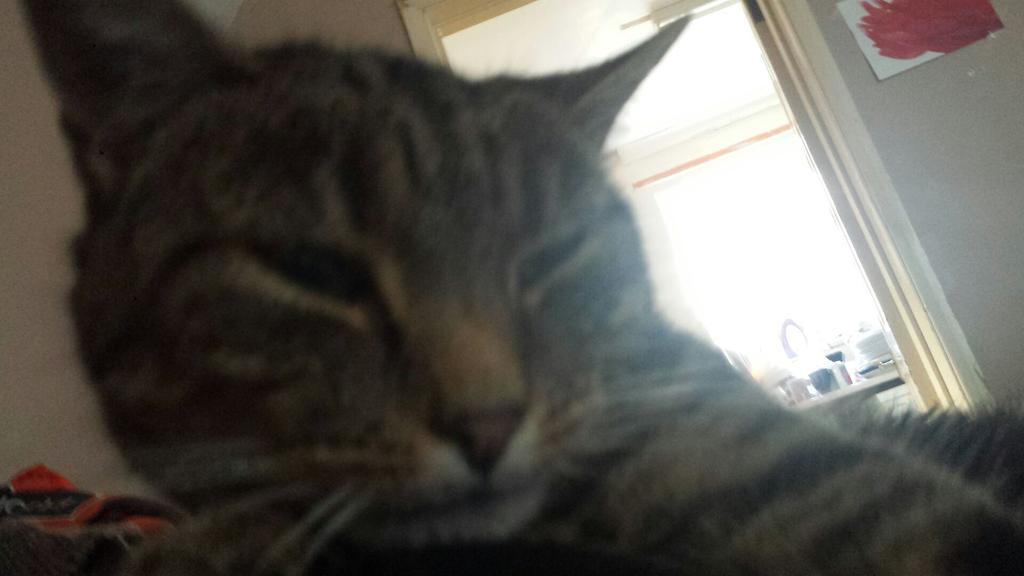 becsteeler's tweet image. #O2HappyCat