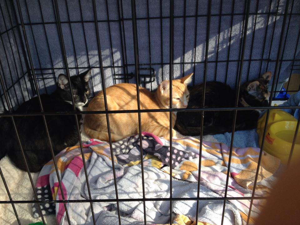 OKP alum Kudu (center) will be joining us at our Picnic Day booth from 9-12! Come say hi! Booth will stay open til 2!