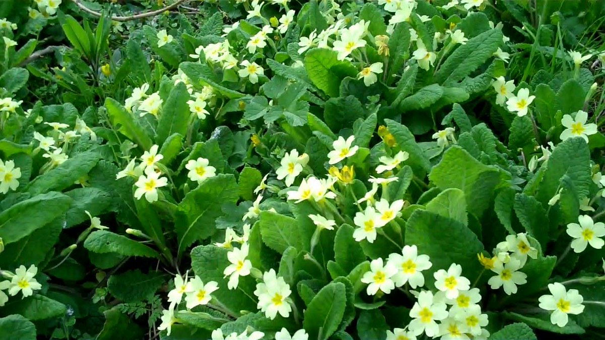 PrebendalManor's tweet photo. I#prebendalmanor  It is a beautiful April morning here at the Prebendal Manor. http://t.co/aMNdCCdstk