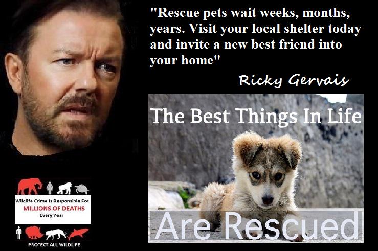 Protect_Wldlife's tweet photo. Do something good this weekend, invite a new best friend into your home - @rickygervais. #AdoptDontShop @pupaid http://t.co/DT76X5ACS2