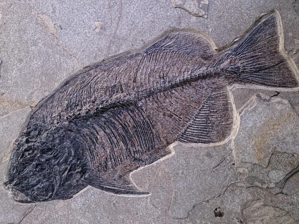 amesbelgravia's tweet image. RT FT #SuperiorInteriors:  #marinefossils making waves in chic interiors @ #dalerogers @77PimlicoRoad. #ammonites too